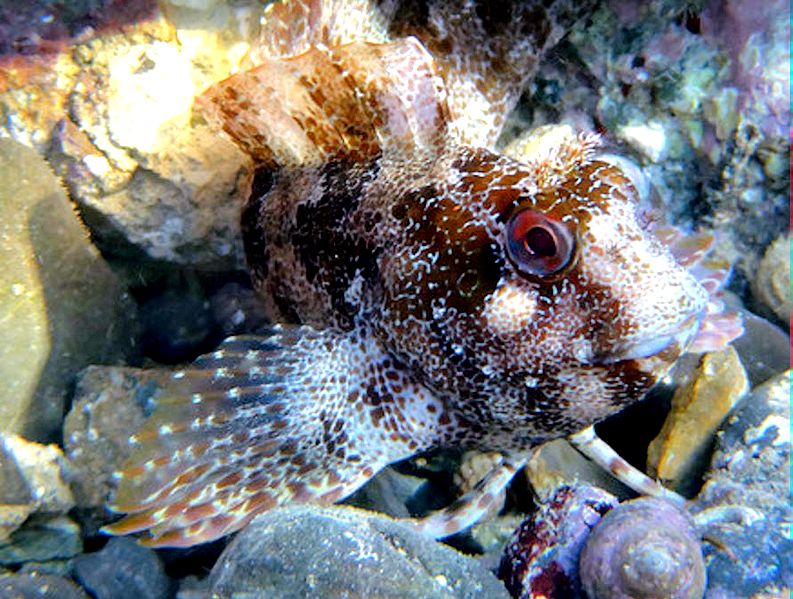 Parablennius gattorugine_005